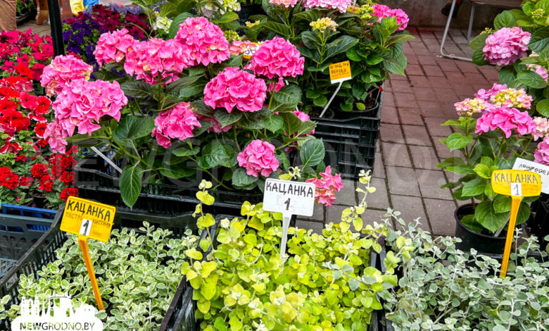 Какие растения для цветника можно