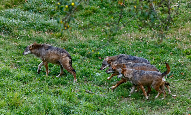 Под Дятлово в деревню ворвалась стая волков