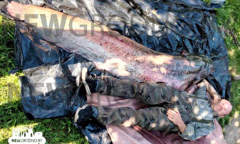 Из Немана выловили сома длиной