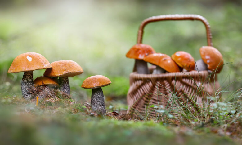 Какой будет урожай грибов и ягод в Беларуси в этом сезоне