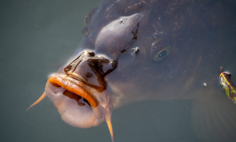 В пруду в Швейцарской долине заметили