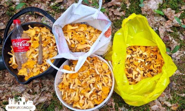 В лесах массово появились лисички