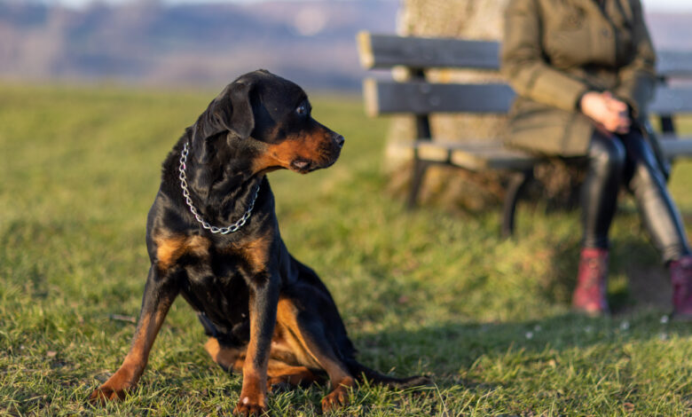 В Гродно бойцовская собака покусала женщину