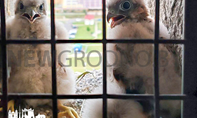 Пара хищных птиц вывела