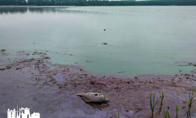 Много крупной мертвой рыбы