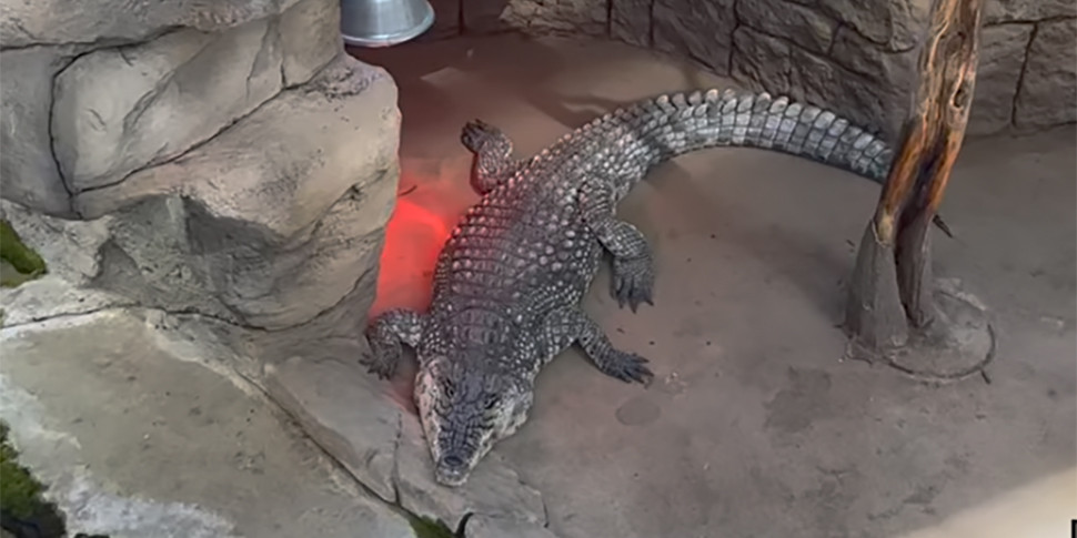 В Беларуси по-прежнему продают живого крокодила