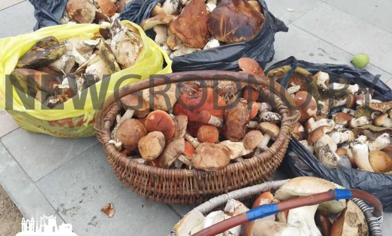 Под Щучином мужчина набрал невероятное количество боровиков