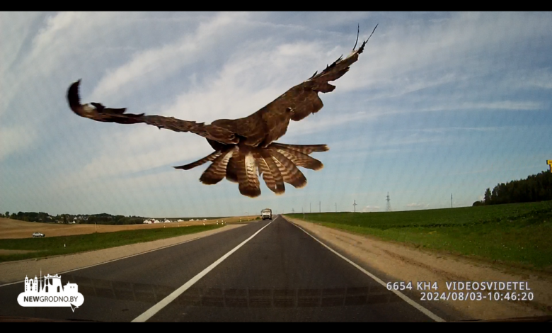 Резкий маневр хищной птицы