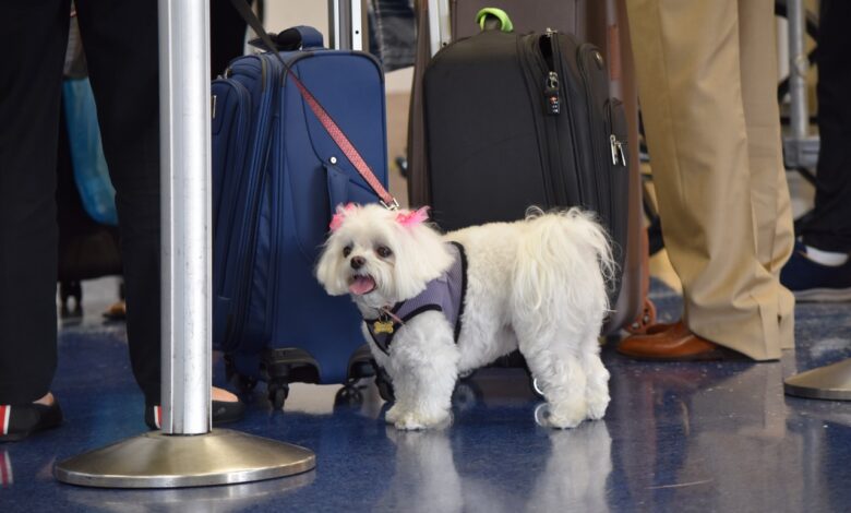 Рассказываем, как взять с собой кота или собаку в самолет