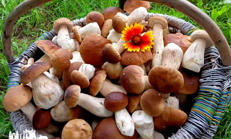 Грибной бум под Гродно продолжается