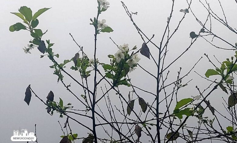 В Свислочи вишня зацвела второй