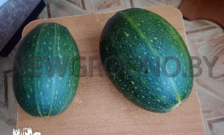 На даче под Гродно вырос странный