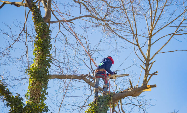 В Гродно хотят спилить почти