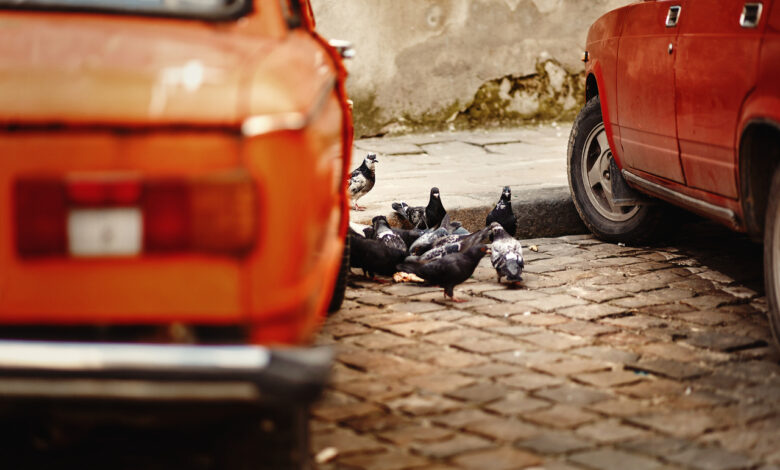 В Гродно кто-то рассыпал хлебные крошки на крыше новой легковушки