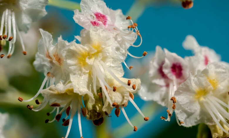В Гродно в сентябре неожиданно зацвели