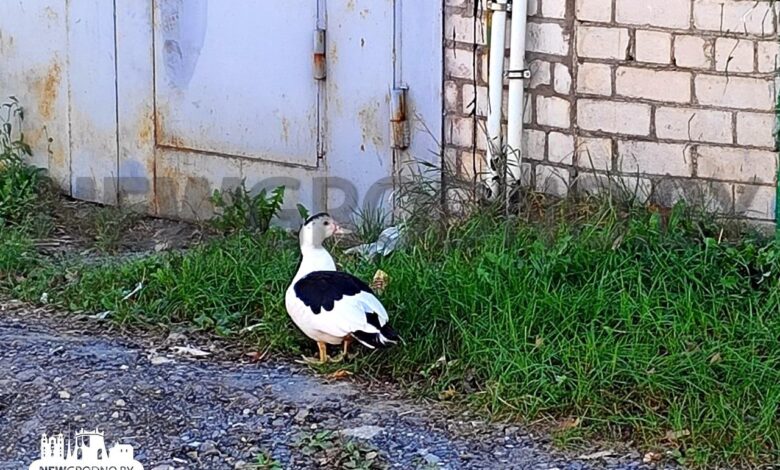 История появления белой утки