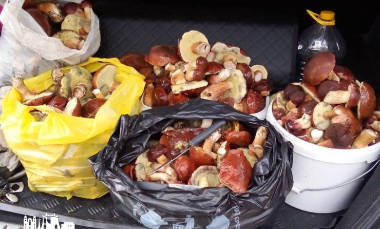 Гродненцы не спешат закрывать грибной