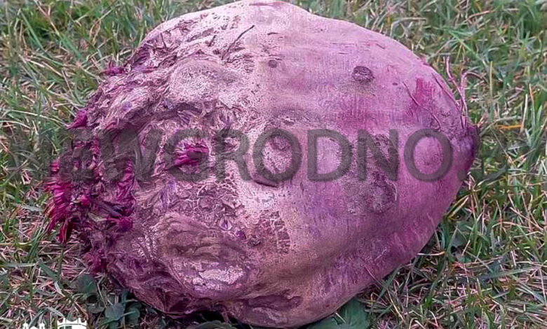 Под Гродно выросла просто огромная