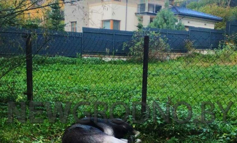 В Гродно произошло несколько ДТП с дикими животными