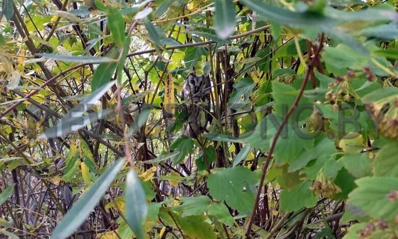 В жилом районе Гродно заметили сову