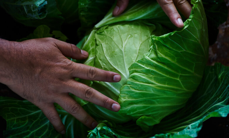 Из Беларуси нельзя ввозить капусту, лук и яблоки
