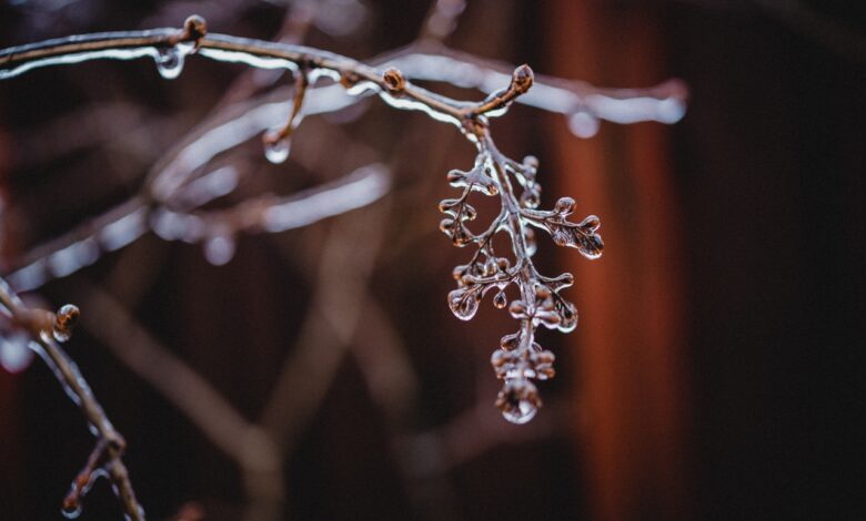 Когда придут настоящие