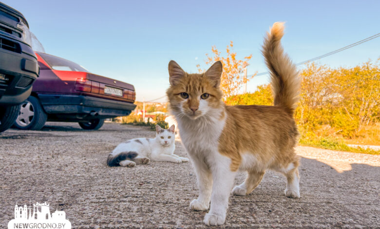 Гродно приоделся в золотые наряды