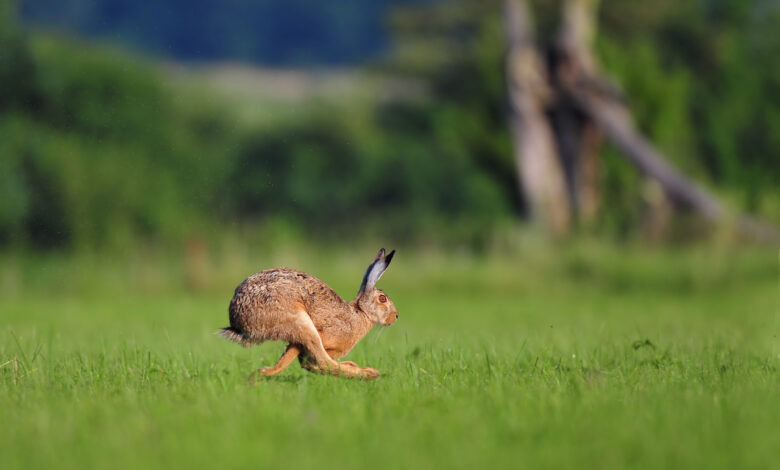 В Беларуси открывается сезон