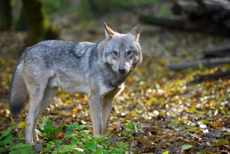 В Гродно по следам 