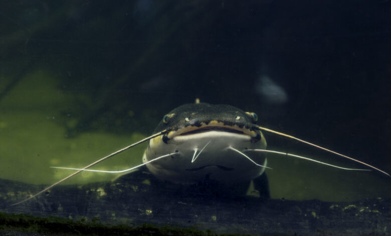 Ловить сома