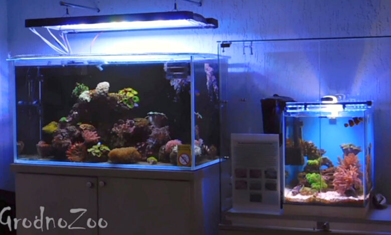 В Гродненском зоопарке впервые появился