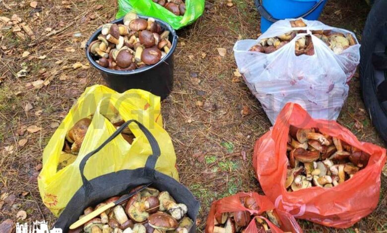 Стоит ли уже закрывать грибной сезон