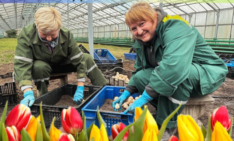 В Гродно в теплицах начали высаживать тюльпаны