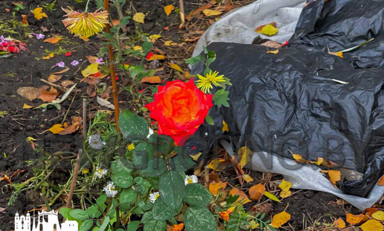 В Гродно в ноябре заметили цветущую