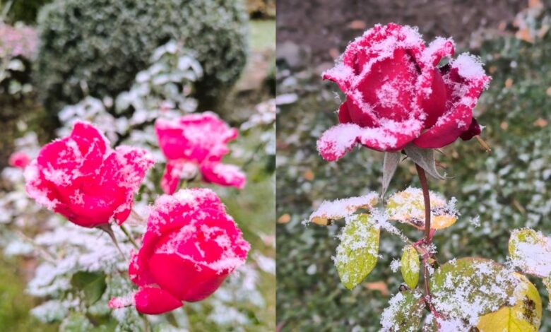Гродненцы делятся фотографиями цветущих