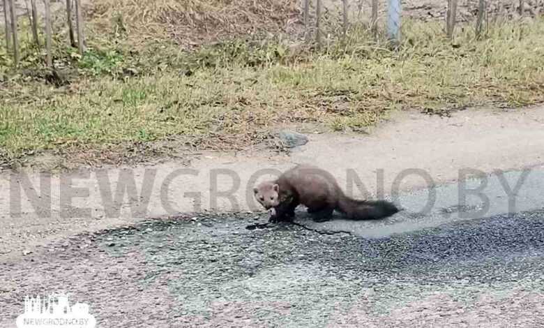 На окраине Гродно заметили лесного хищника