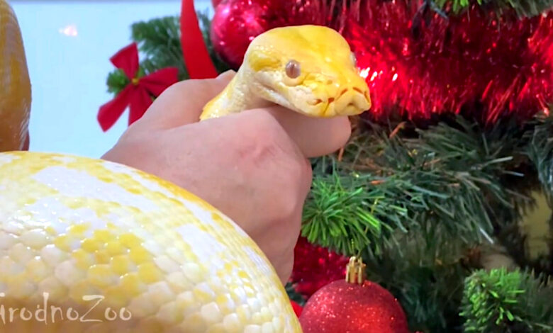 Символ наступающего года выбрали