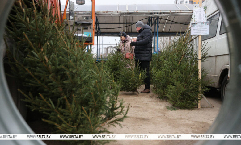 В Гродно открылись елочные базары