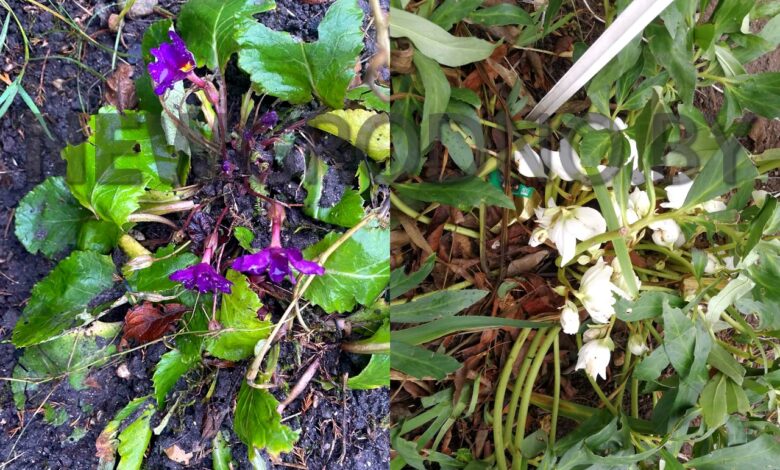 В Гродно перед Новым годом распустились цветы