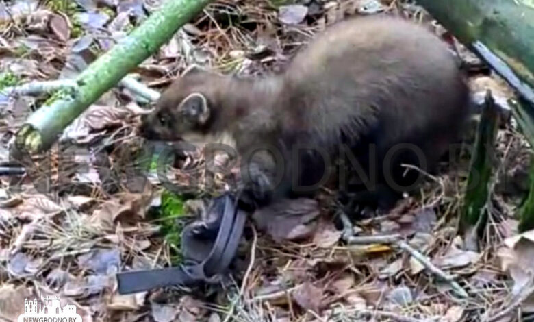 Грибники рассказали