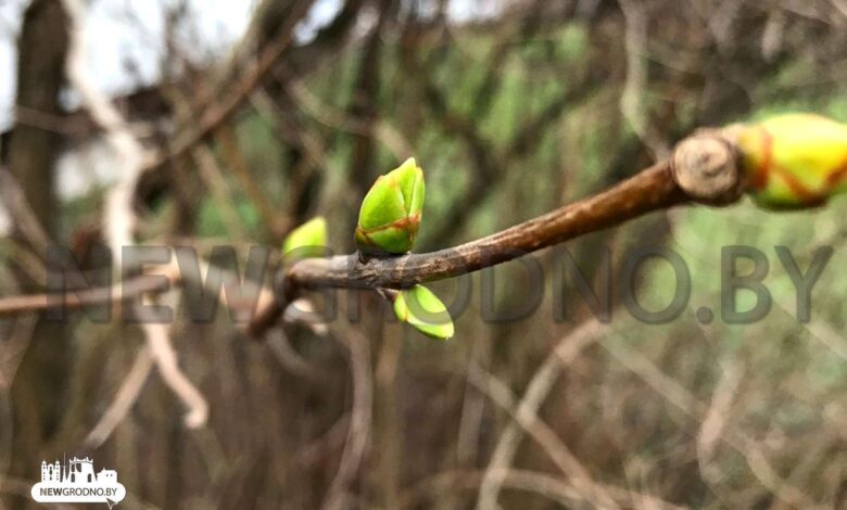 В Гродно растения продолжают жить без оглядки на календарь