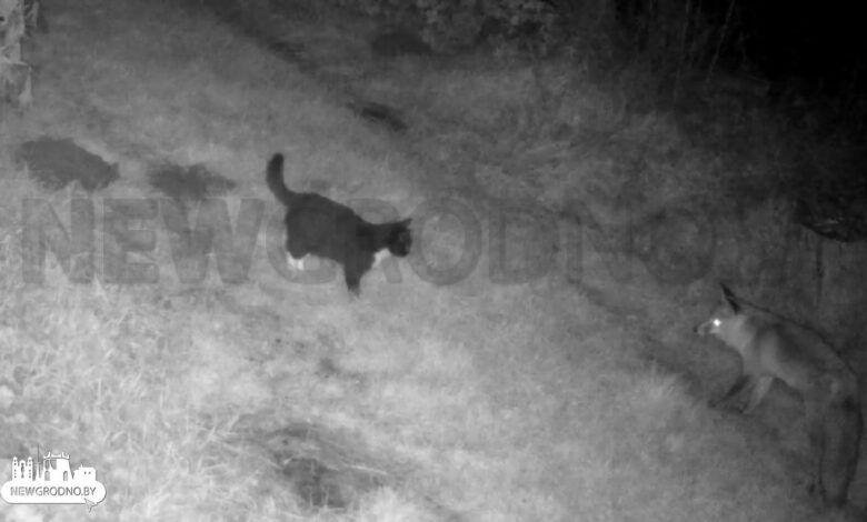 Разборки между домашним котом и лисой