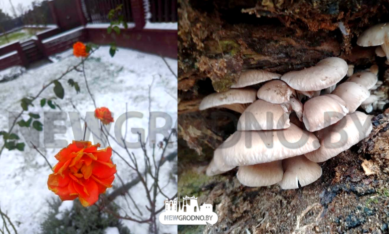 В лесу грибы