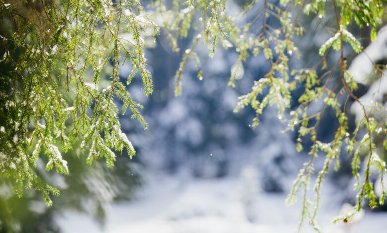 О сюрпризах природы в январе рассказал синоптик Рябов
