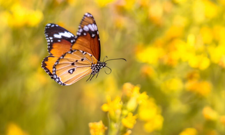 В Гродно заметили первую бабочку