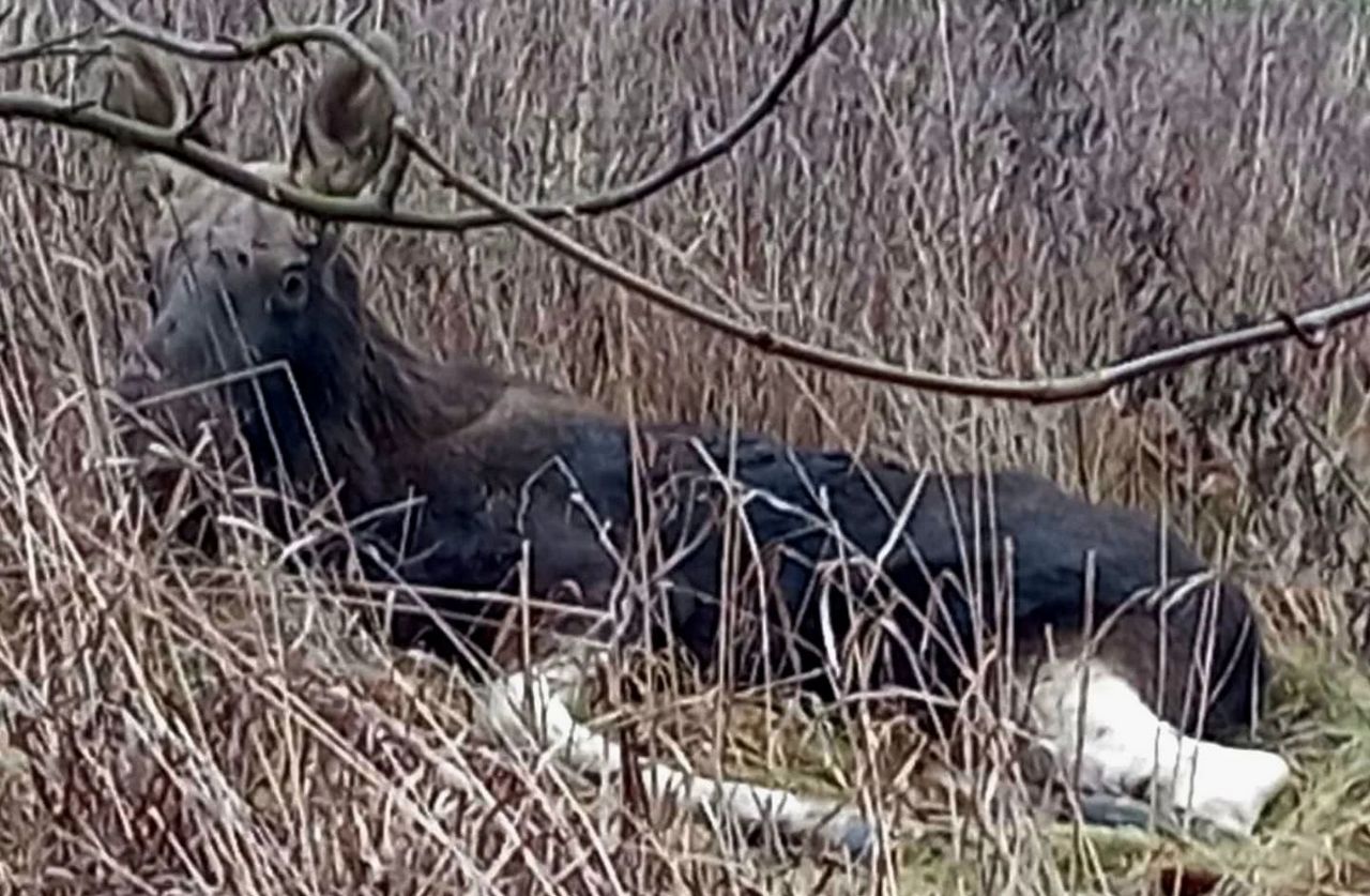 На окраине Гродно нашли молодого лося