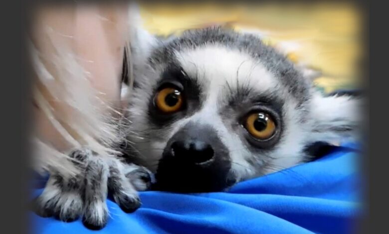 Как можно стать опекуном питомца зоопарка