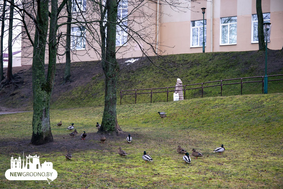 Как Гродно встретил весну