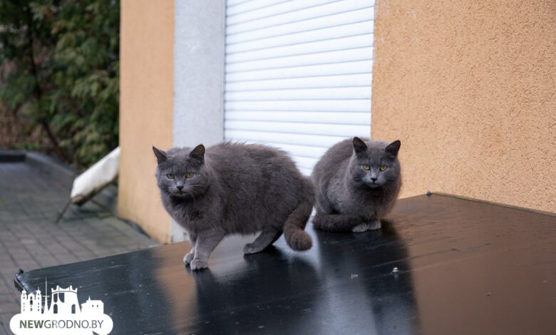 Как Гродно встретил весну