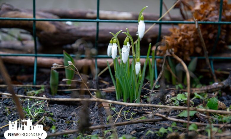 Как Гродно встретил весну